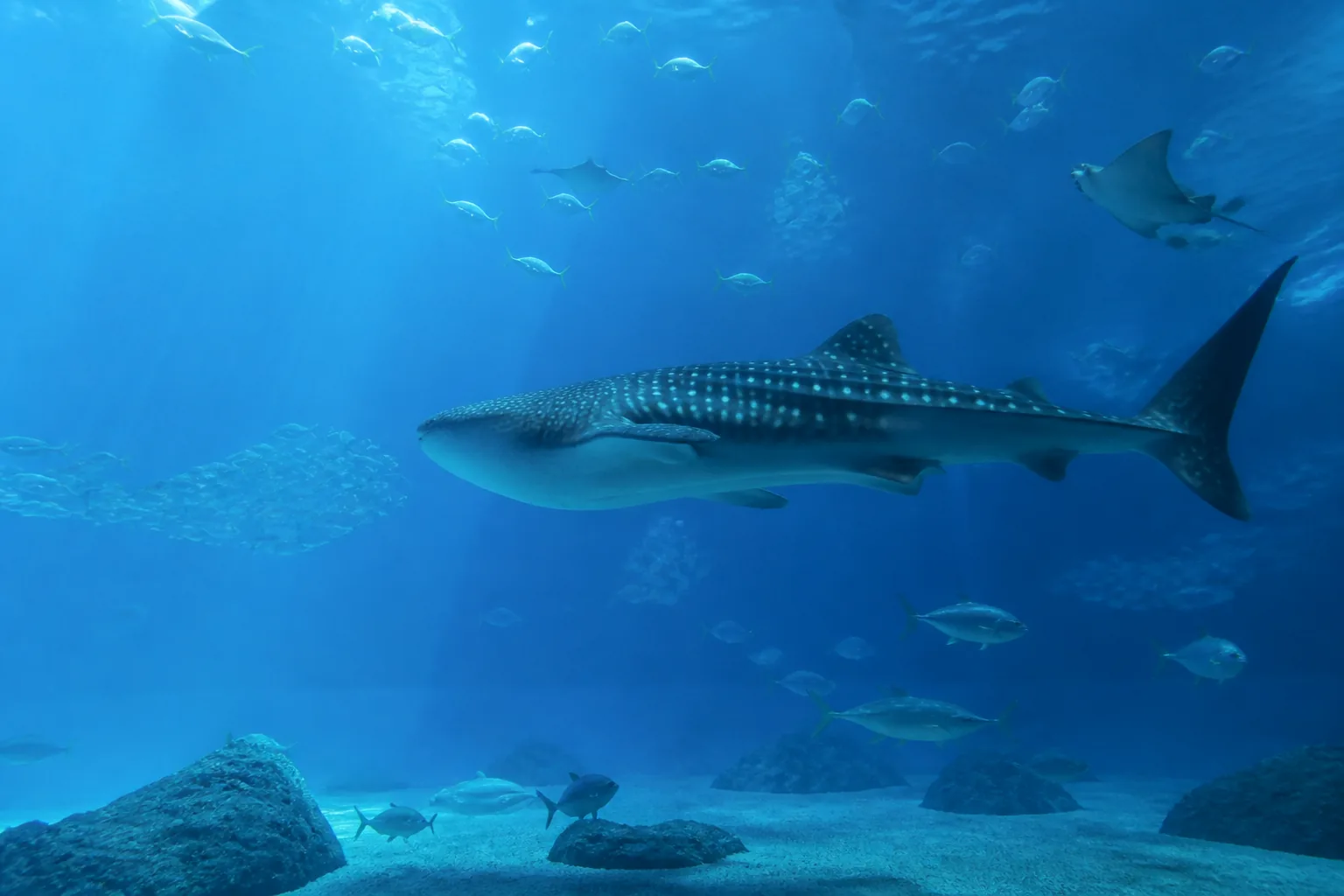 美麗海水族館鯨鯊